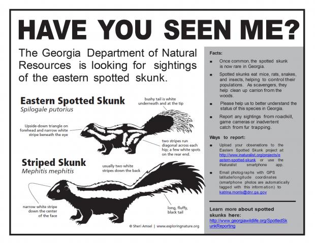Spotted Skunk Reporting | Department Of Natural Resources Division
